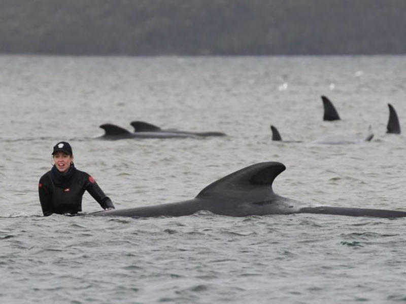 فرق الإنقاذ اثناء مساعدة الحيتان للعبور الى المياه العميقة