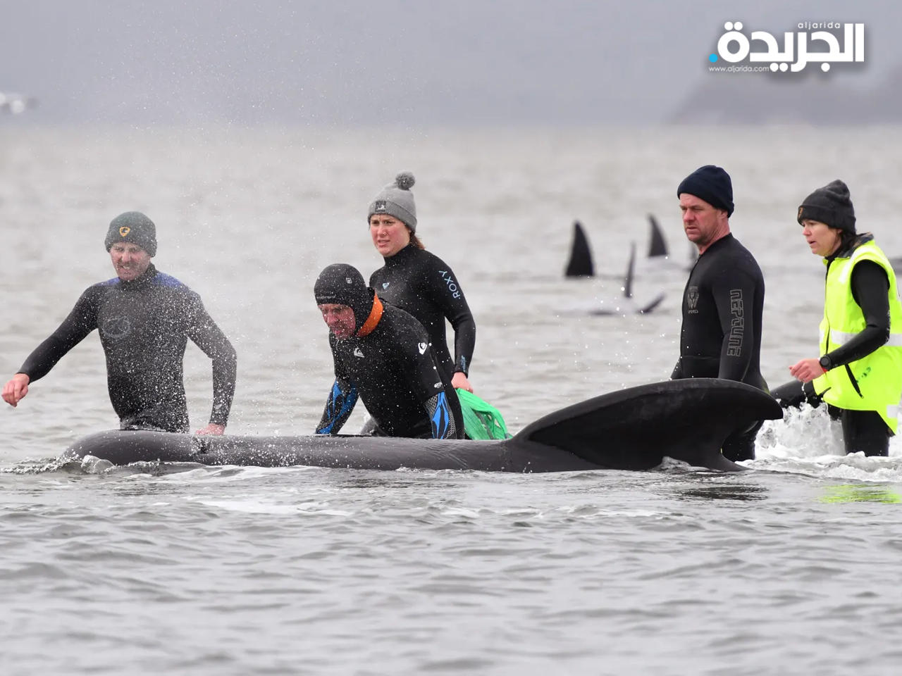 أعضاء فرق الإنقاذ مع احد الحيتان