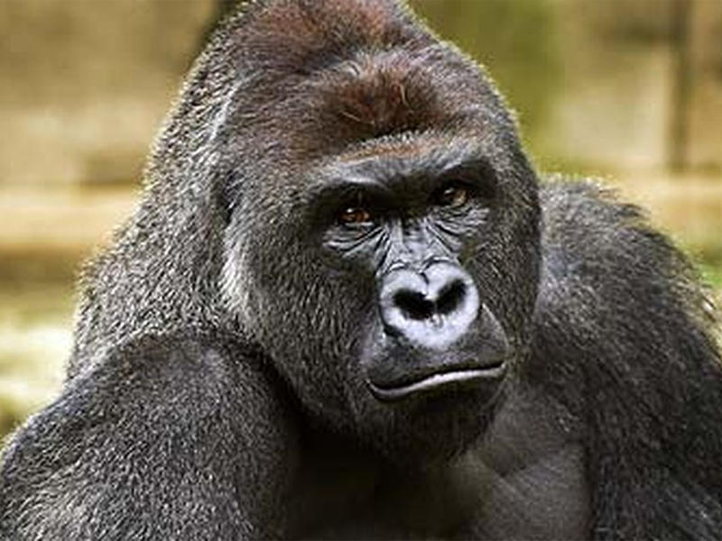 ذكر الغوريلا يهاجم الحارسة