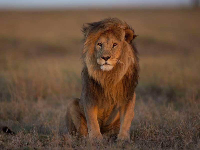 اسد يعض عامل الحديقة 