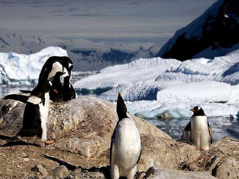 شبه جزيرة أنتركتيكا 