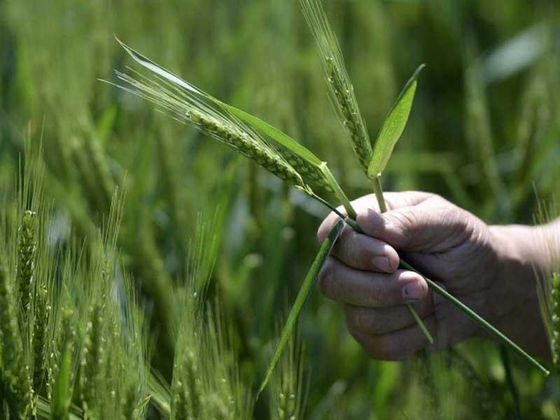 تطور زراعة القمح في الارجنتين