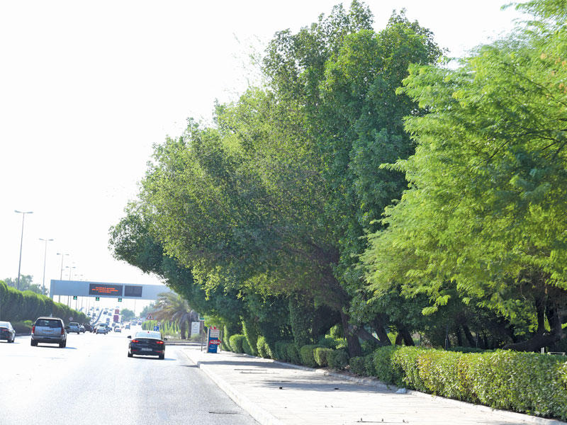 فروع الأشجار المزروعة على جوانب الطرقات تشكل خطراً على سائقي المركبات