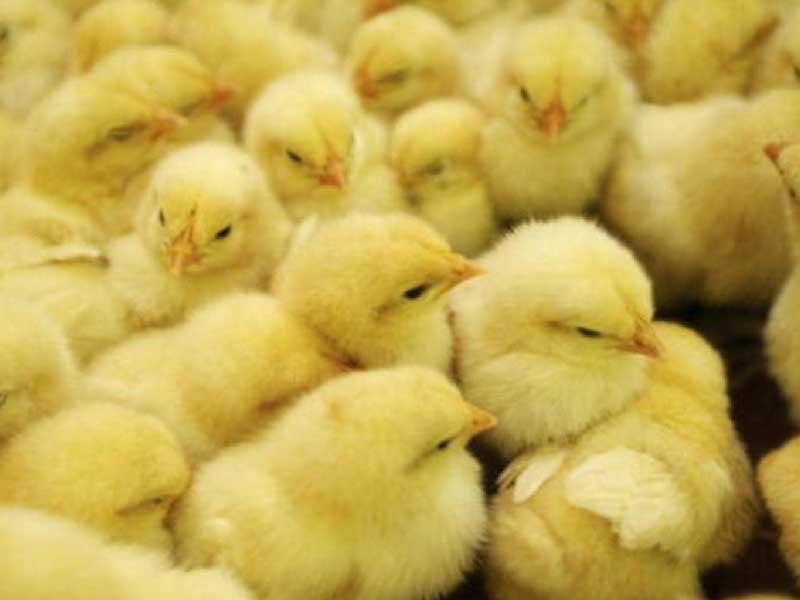 مجموعة من الصيصان الاسبانية