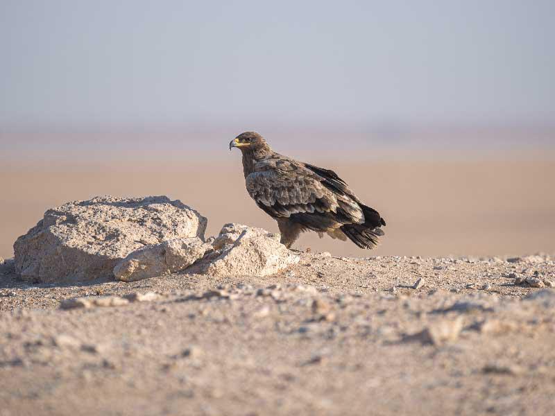 اليوم العالمي للطيور المهاجرة