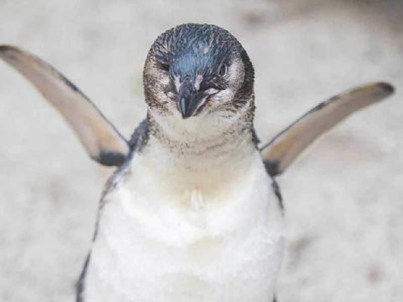 طائر العام في نيوزيلندا