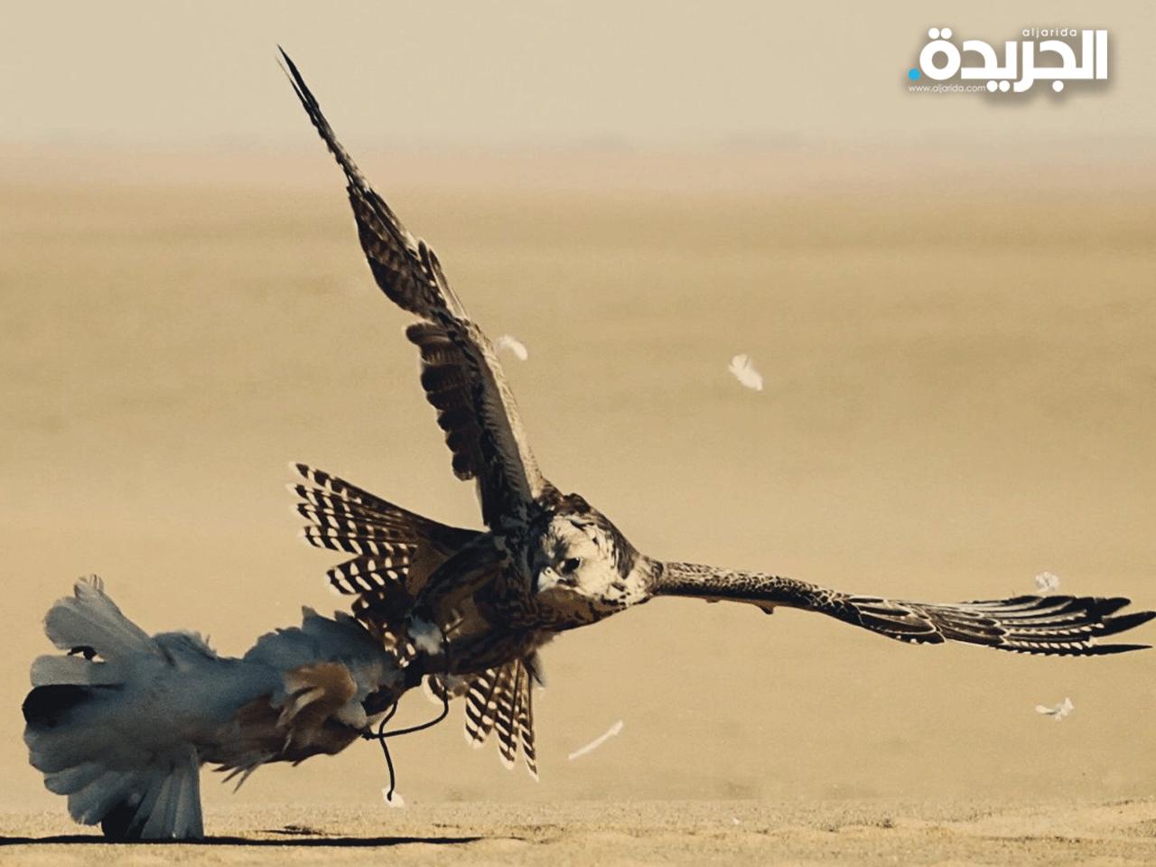 إحباط محاولة تهريب صقور من باكستان إلى الخليج