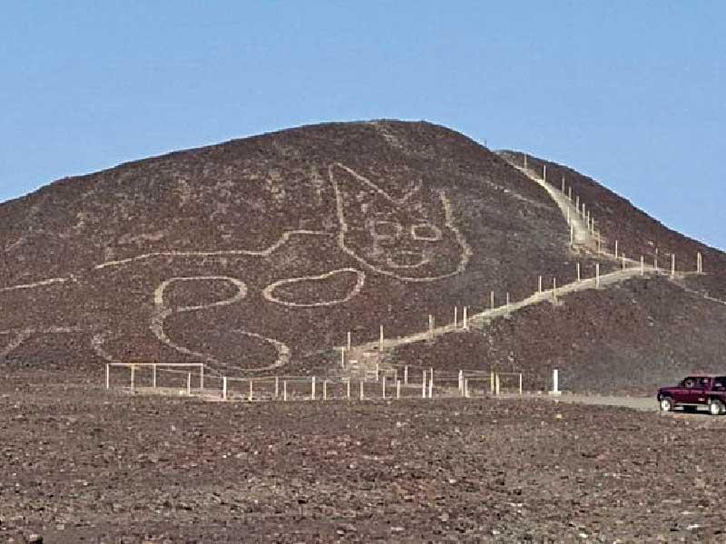  رسم ضخم لقط في صحراء نازكا في بيرو