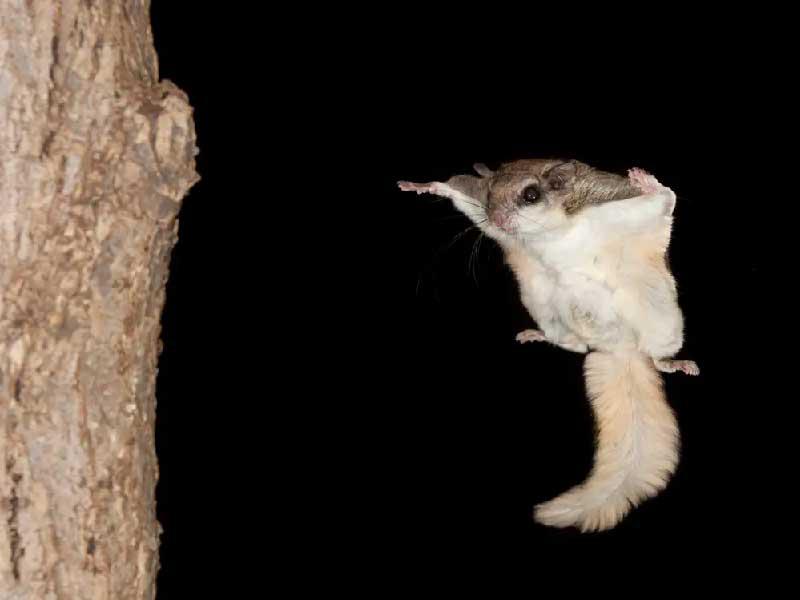 شبكة تتاجر بالسناجب الطائرةn