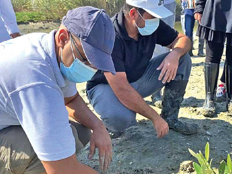 جانب من زراعة الشتلات في محمية الجهراء