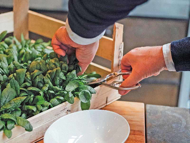 مزرعة عمودية في سنغافورة