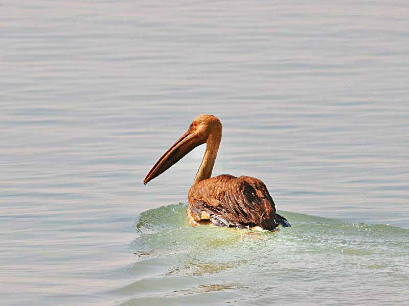  البجع الأبيض