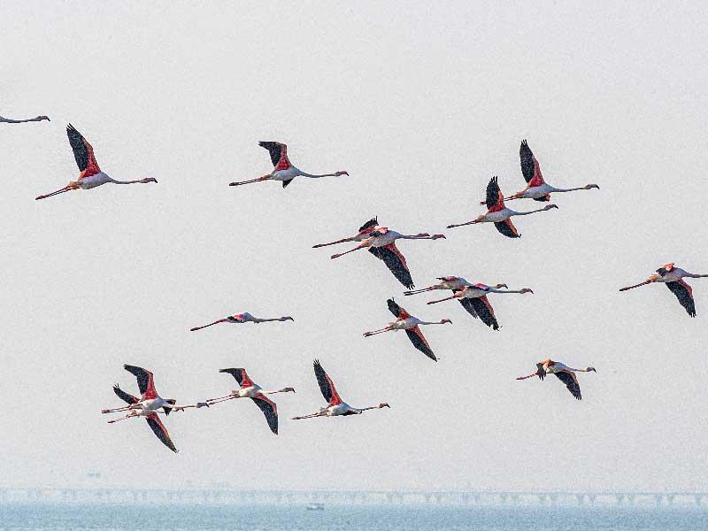 طيور النحام الكبير 