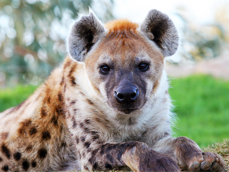 سحبته الضباع من منزله وأكلته!