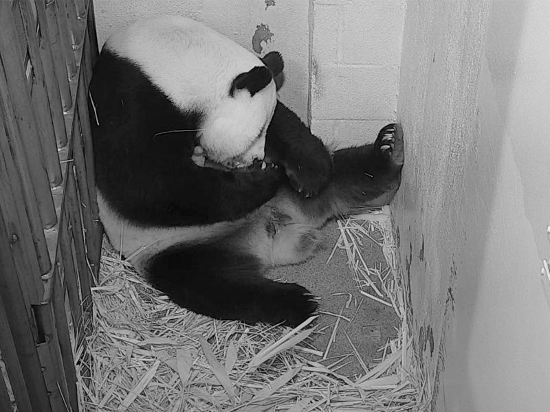 الباندا العملاقة مي شيانغ مع شبل مولودها الجديد. أنجبت مي شيانغ الشبل في حديقة حيوان سميثسونيان الوطنية في 21 أغسطس