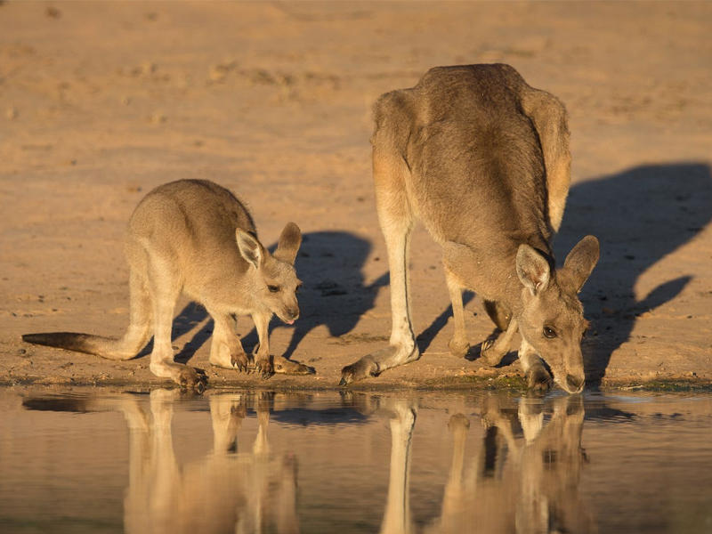 الحرارة فوق الأربعين بأستراليا
