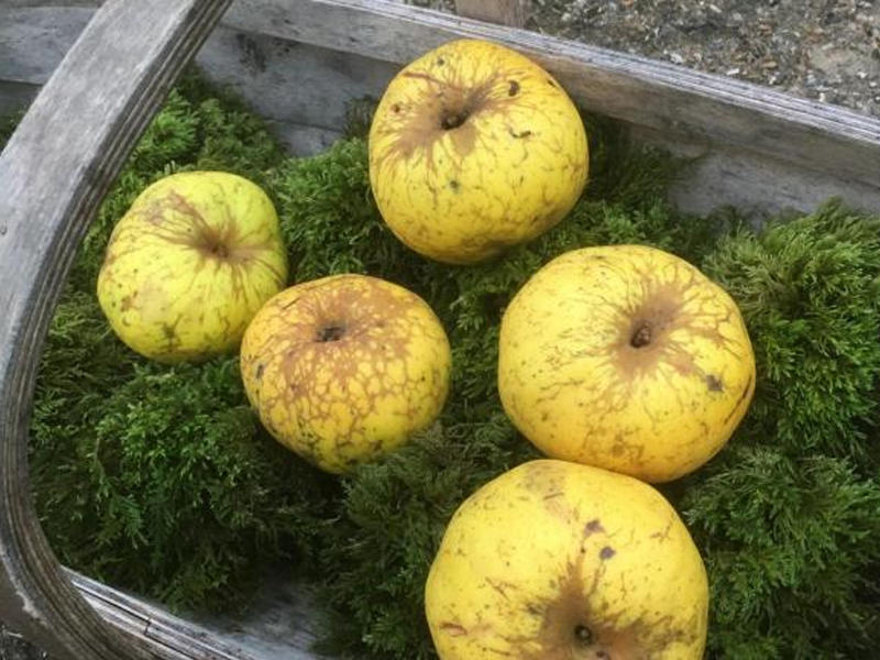 التفاح الجديد الذي عثر عليه البريطاني آرتشي توماس