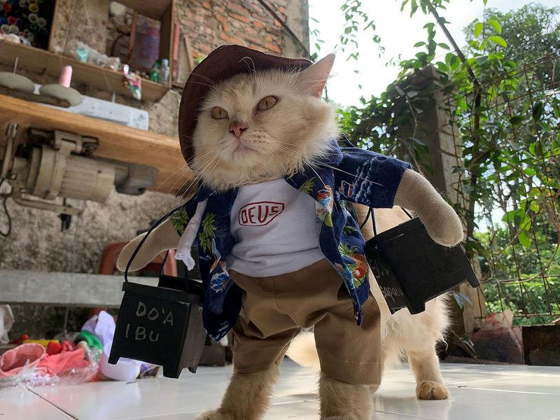 قطة تم الباسها زياً تنكرياً من تصميم فريدي لوجينا بريادي في جاكرتا
