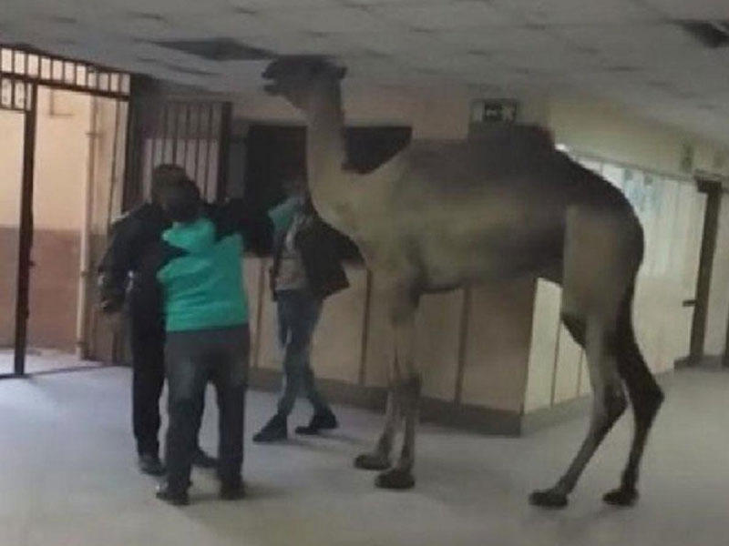 لقطة من الفيديو المتداول لجمل يقتحم أحد المستشفيات المصرية 