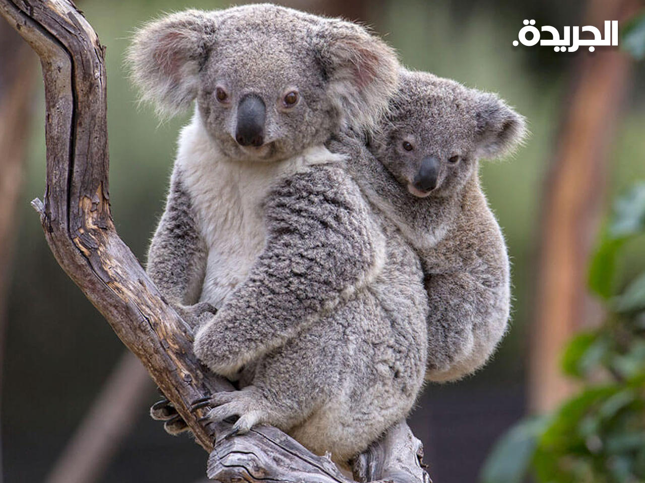 حيوان الكوالا في غابات استراليا