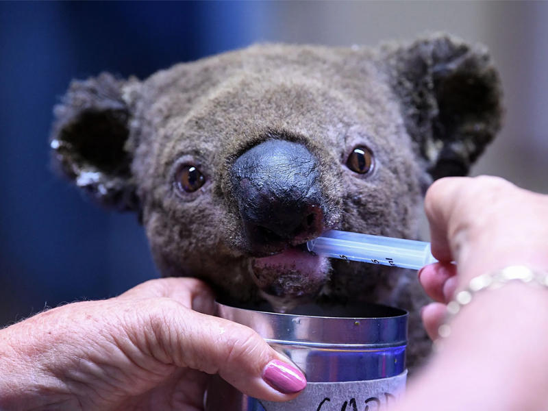 كوالا مصاب في حرائق الغابات الأسترالية