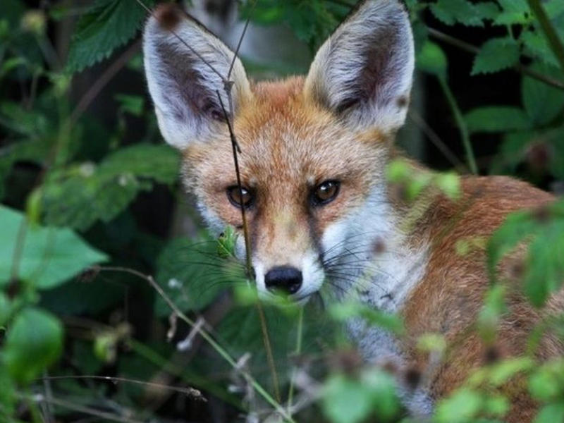 كرسي متحرك لثعلب تركي مشلول