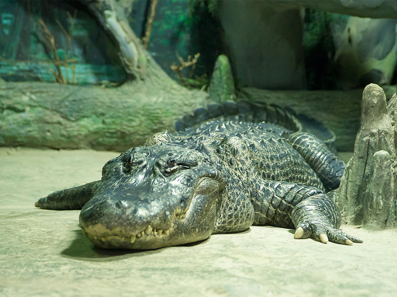 التمساح ساتورن، الذي توفي عن عمر ناهز 84 عاماً يُعتقد أنه كان يعود للزعيم النازي أدولف هتلر