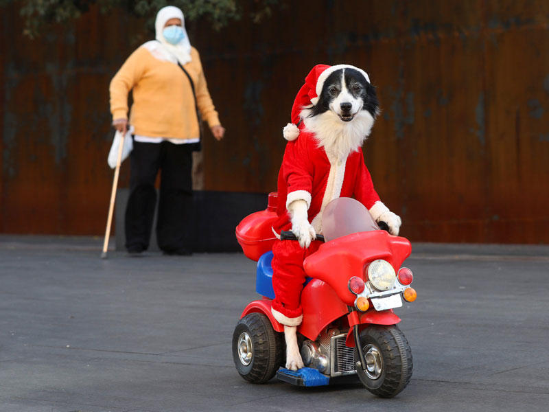 كلب يرتدي ثياب سانتا كلوز خلال استعراض خاص بعيد الميلاد وسط بيروت أمس الاولn(رويترز)