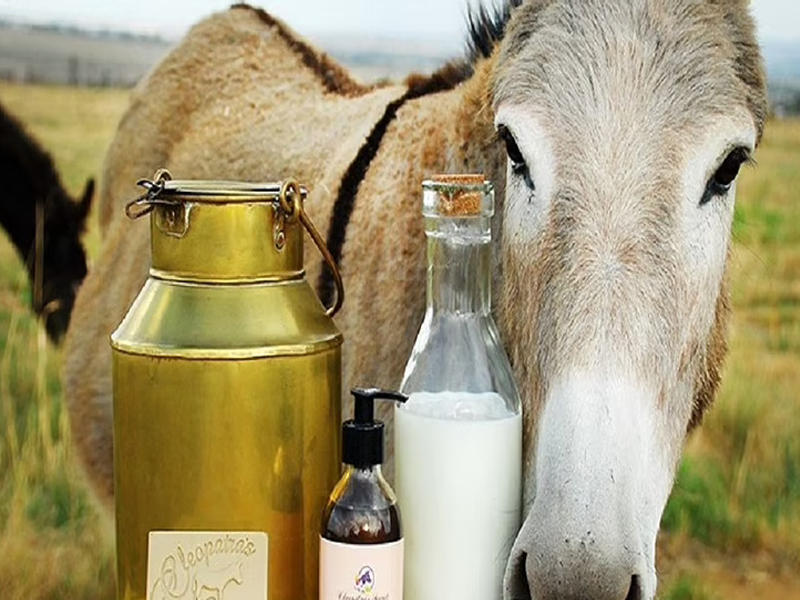 ارتفع الإقبال على تناول حليب الحمير في ألبانيا مع انتشار مزاعم وسط السكان حول دوره في الحماية من الإصابة بفيروس كورونا