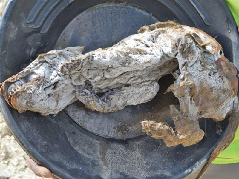 صغير ذئب عُثر عليه محنطاً في شمال كندا كان يعيش قبل 56 ألف عام