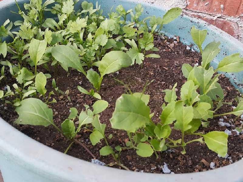 نبتة البانجو