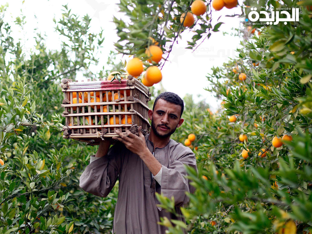 مصر أكبر دولة مصدرة للبرتقال في العالم تشدد معايير الانتاج