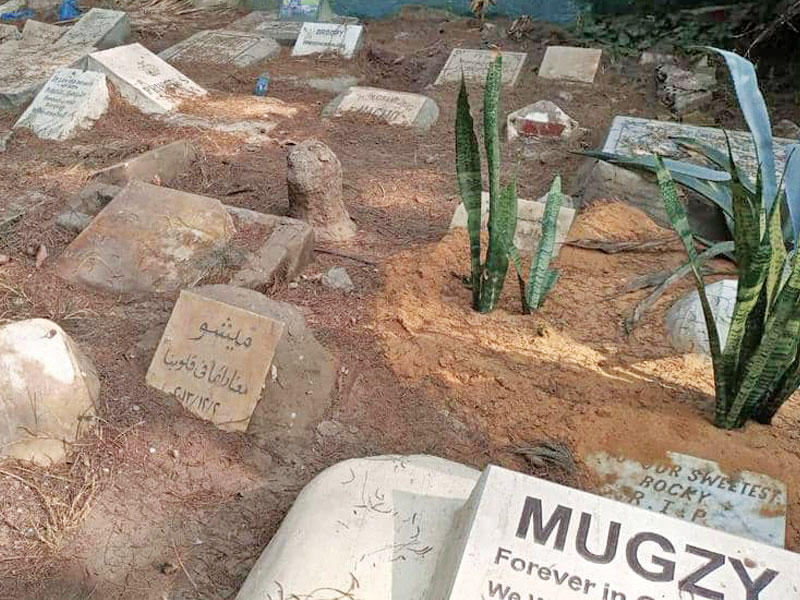 مقبرة كلاب في أغلى أرض بالقاهرة 