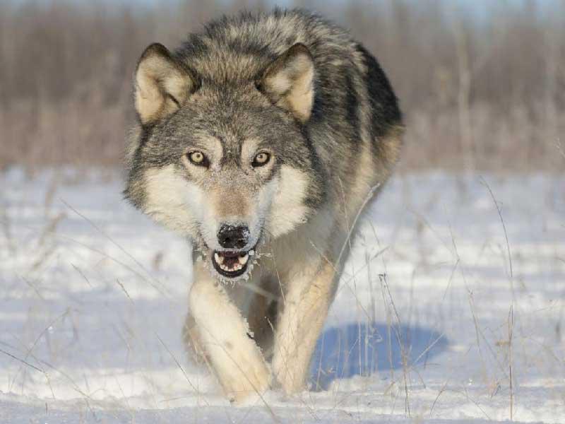 روسي يصادق الذئاب