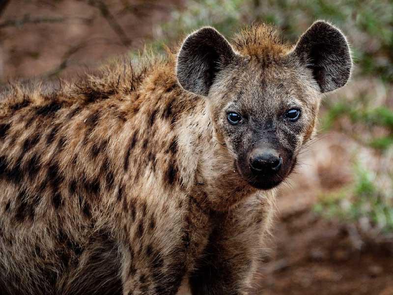 الضباع تباع في سوق الحيوانات 