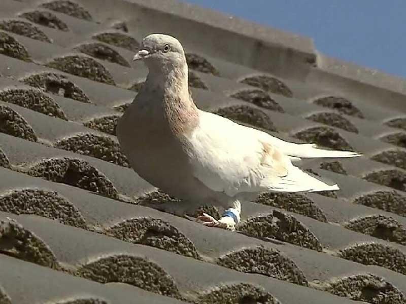 حمامة طارت من أميركا إلى استراليا