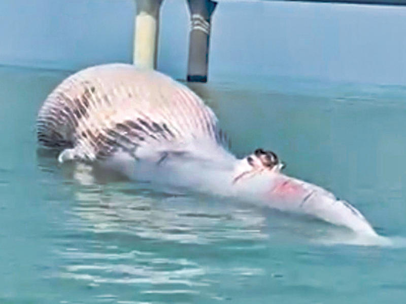 الحوت النافقn