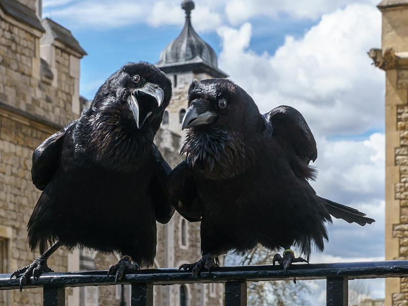 غربان برج لندن