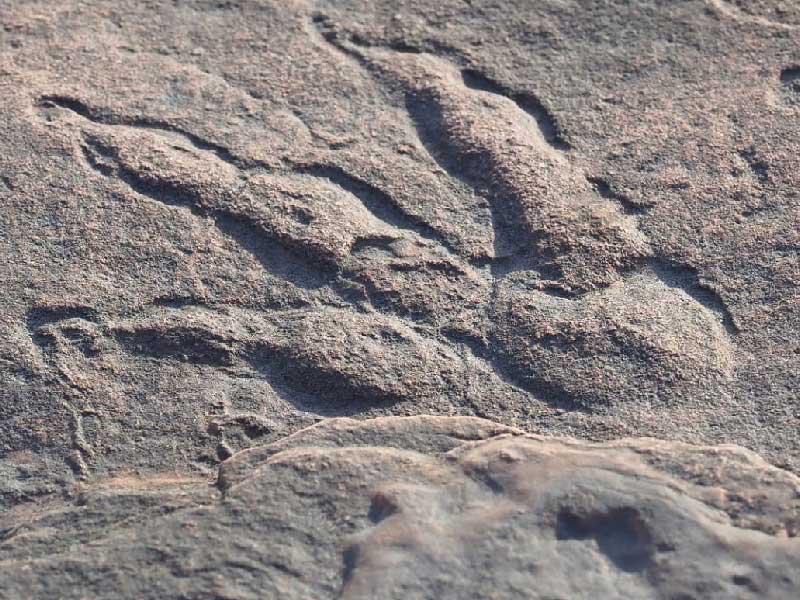 بصمة ديناصور