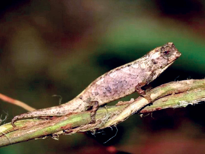 أصغر الزواحف على وجه الأرض