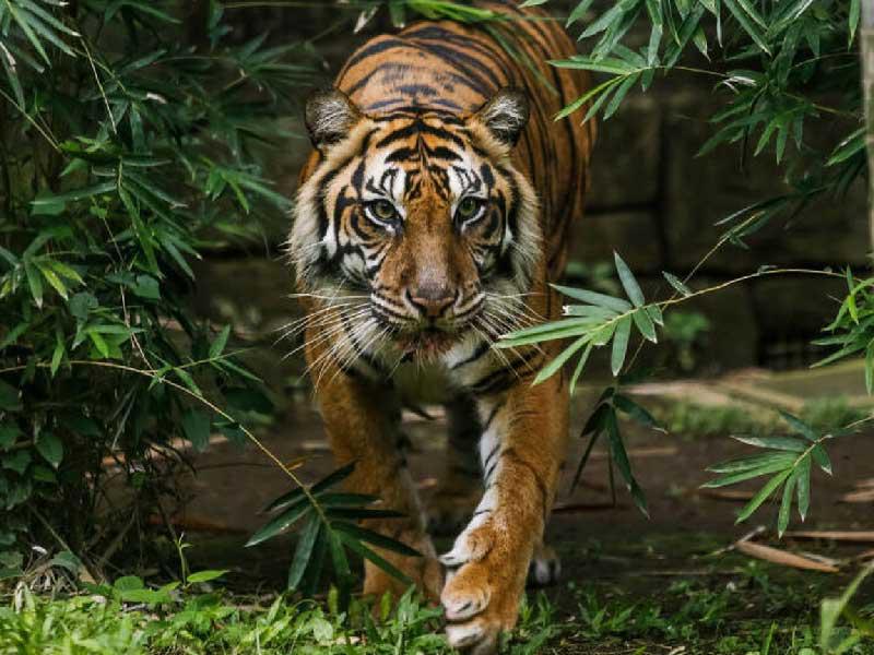 نمر اندونيسي