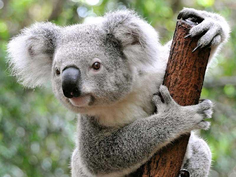 حيوان كوالا 