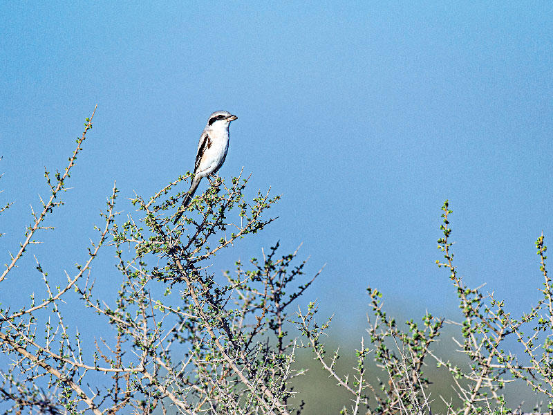 طير الحمامي العربي      (تصوير: عبدالمجيد الشطي)