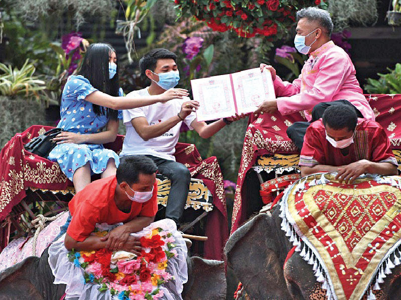 عشاق  تايلند يحتفلون على ظهور الفيلة 