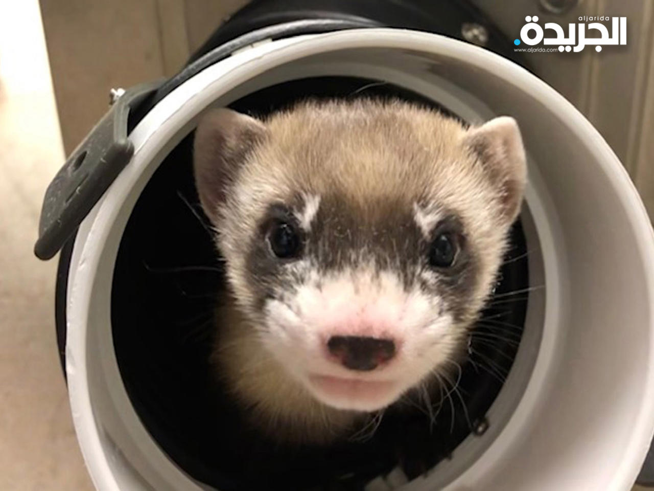 النمس المستنسخ