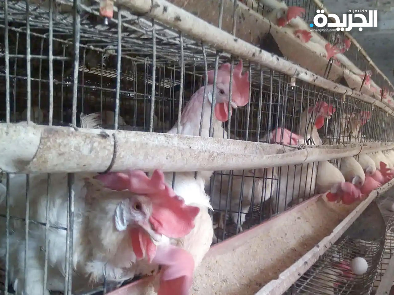 روسيا ترصد إصابة بشرية بانفلونزا الطيور