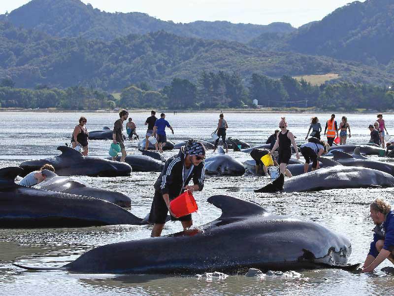 محاولة إنقاذ العشرات من الحيتان الطيارة 