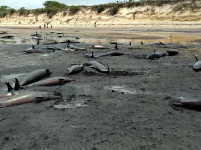 نفوق الدلافين في موزمبيق