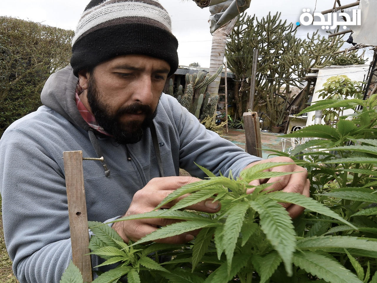 المغرب: تقنين استخدام الحشيش لأغراض طبية وصناعية