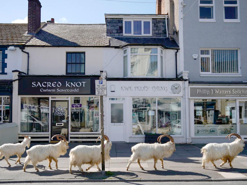  قطيع من الماعز البري في بلدة لاندودنو شمالي ويلز